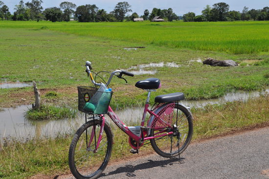 Reisfeld mit Bike II