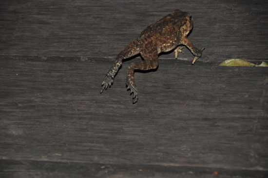 Froschkönig auf der Flucht?