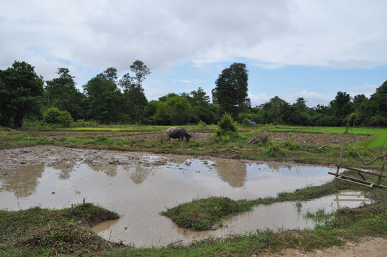 Wasserbüffel in der Mittagspause