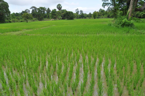 Einfach ein Reisfeld 