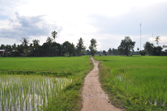 Noch ein kleiner Ausflug mit dem Fahrrad durch die Reisfelder