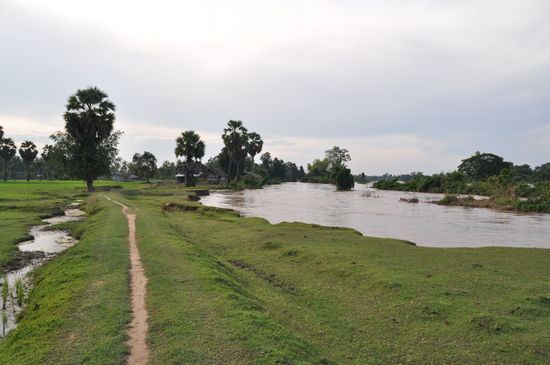 Rechts der Mekong, links die Reisfelder