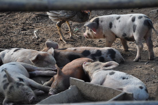 glückliche Schweine