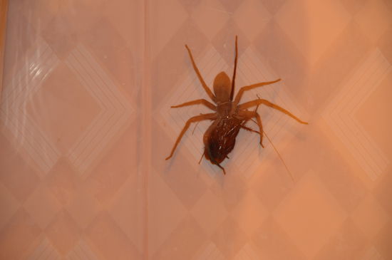 Diese Spinne frisst gerade eine riesige Kakerlake.