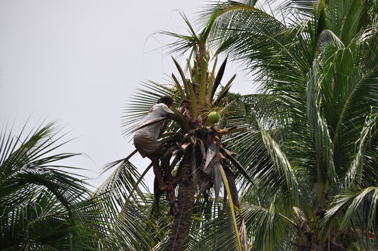 Die Palme verliert komplett ihre Wedel.