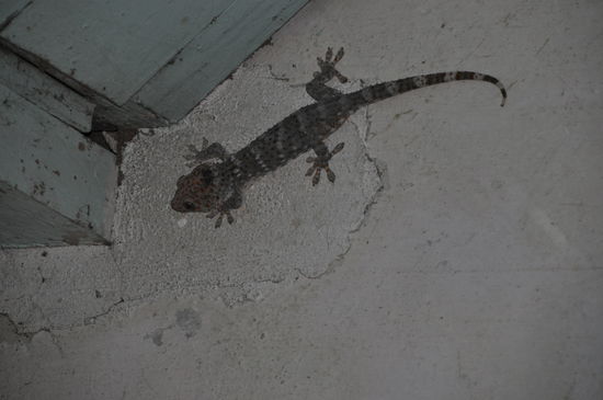 Endlich zeigt sich mal der wahre große Gecko, der jeden Abend ein Konzert gibt 