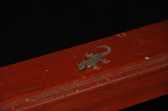 Kleiner Gecko