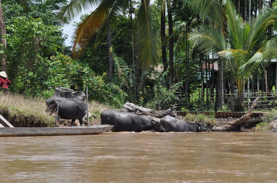 Flussleben: Wasserbüffeltankstelle