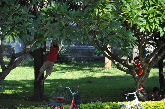 Kinder erobern die Frangipani-Bäume