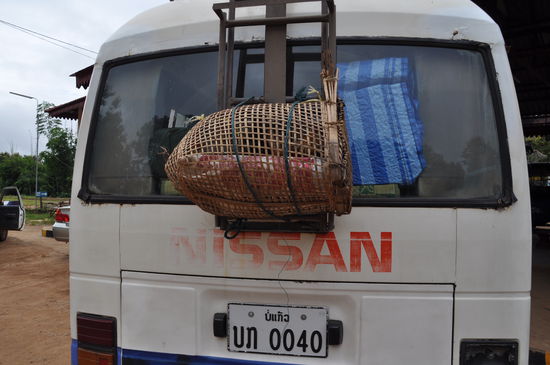 Hühner fahren auf der Heckklappe mit