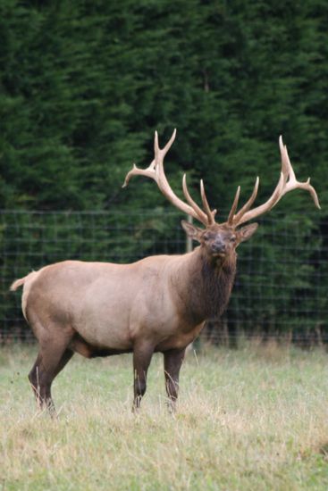 Ein Hirsch! Erlegt hat's den net, aber dafür tausende von Mücken und eine Handvoll Vögel... Ja, Vögel! Wir wissen das klingt grauenhaft, aber die Viecher sind hier echt suizidgefährdet!