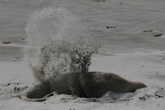 Seelöwe bei der Mittagspause