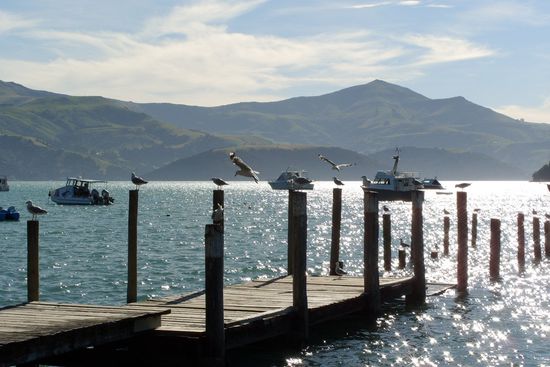 Möwen bei der Reise nach Jerusalem. Es gab einen Pfosten weniger als Möwen da waren. Dementsprechend groß war das Geschrei.