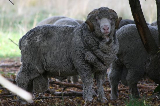 Ein Merinoschaf. Kaum vorstellbar, dass Kleidungsstücke aus Merinowolle nicht stinken...