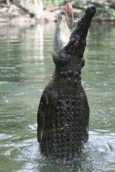 Wie gut, dass uns dieses Monster nicht in freier Wildbahn, sondern während einer Bootsfahrt über den Weg geschwommen ist.