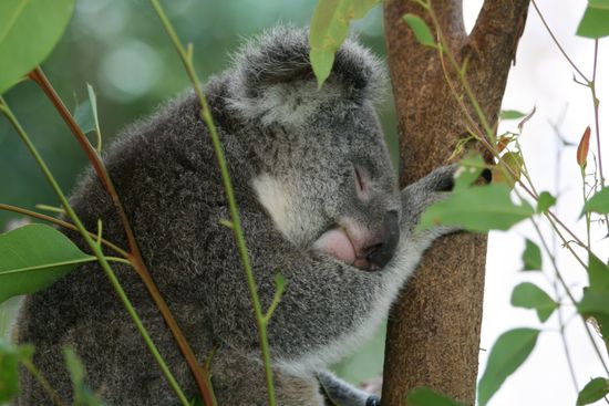 Da gibt's doch tatsächlich Lebewesen, die noch länger schlafen als wir.