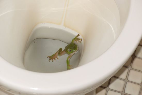 Und weiter geht's mit der Unterwasserfotografie. In Townsville bekommen wir Besuch durch die Hintertür. Na, da will man nicht stören.