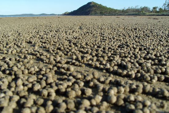 Was mag das wohl sein?
Das sind die Kotkügelchen kleiner Strandkrebse bei Mission Beach. Wunderschön!
