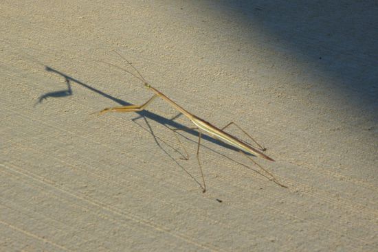 Und da sage einer, die Australier seinen nicht religiös. Eine Gottesanbeterin auf offener Straße.
