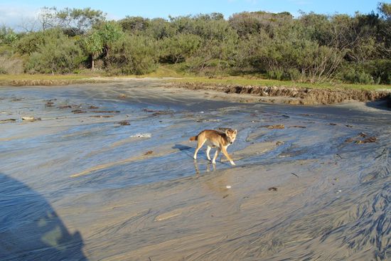 Dieser Dingo (Australischer Wildhund) kann uns glücklicherweise nicht gefährlich werden. Diesmal sitzen wir nämlich im sicheren Auto. Und sind nicht zu Fuß am Strand unterwegs, wie bei unserer vorigen Begegnung gestern Abend...