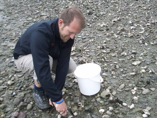 Matze beim Muscheln und Austern sammeln