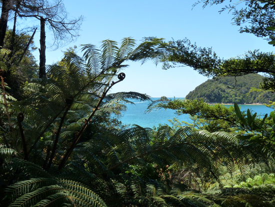 Tolle Aussicht mit Baumfarnen