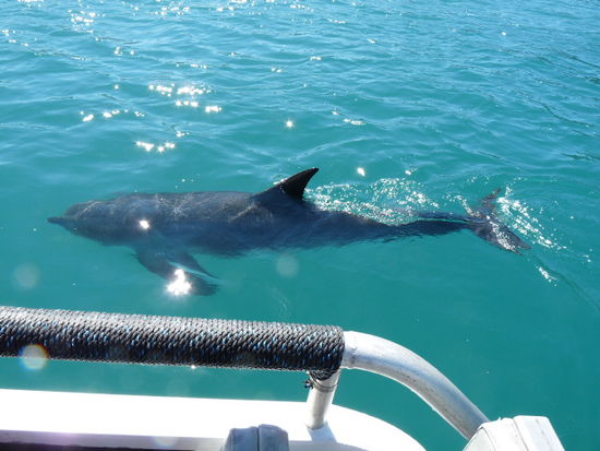 Flipper neben dem Boot