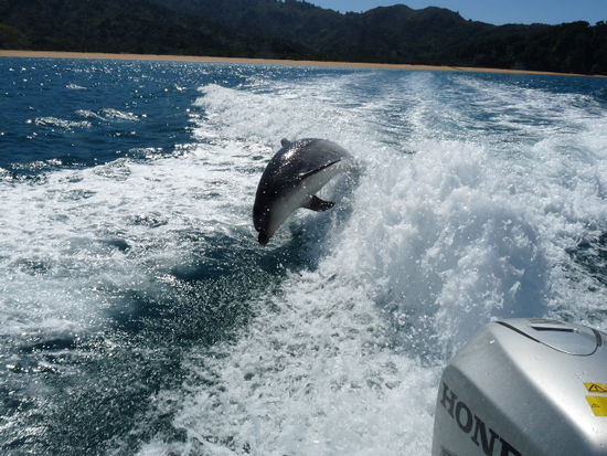 Flipper beim Spielen