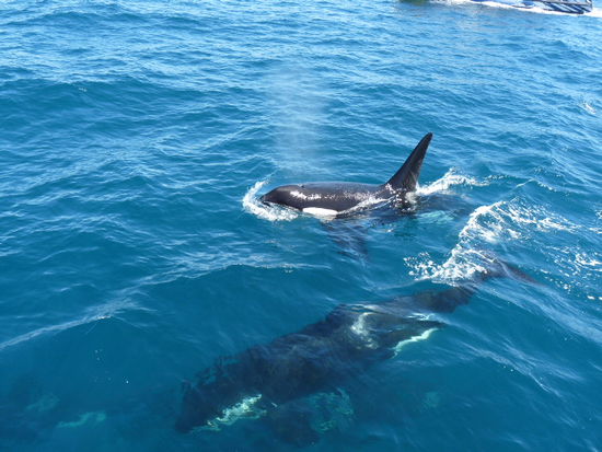 Mama Orca mit Baby Orca