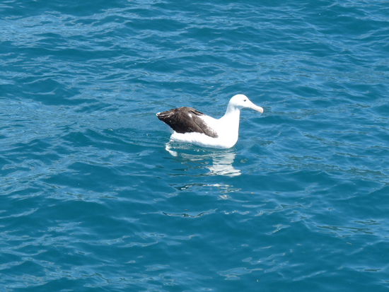Royal Albatross (Spannweite bis zu 3 m)