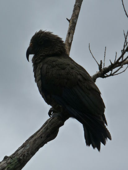 Ein Kea (Bergpapagei) am Parkplatz. Lieblingsspeise: Gummidichtungen von Autos. Bei uns war noch alles heil