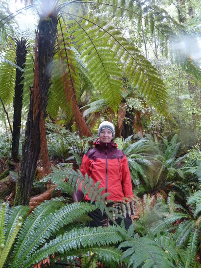 Regenwald 1