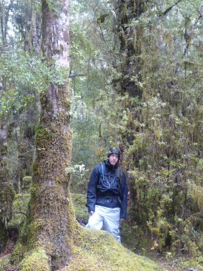Regenwald 2