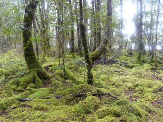Regenwald 3