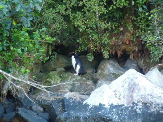 Dickschnabel- Pinguin
