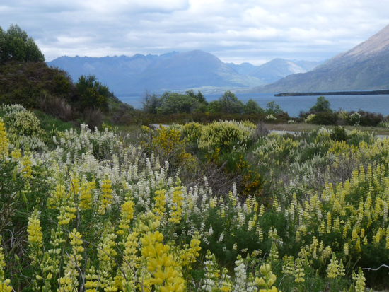 Claudias Pinkelperspektive, einer Open Air Toilette auf dem Weg nach Dunedin