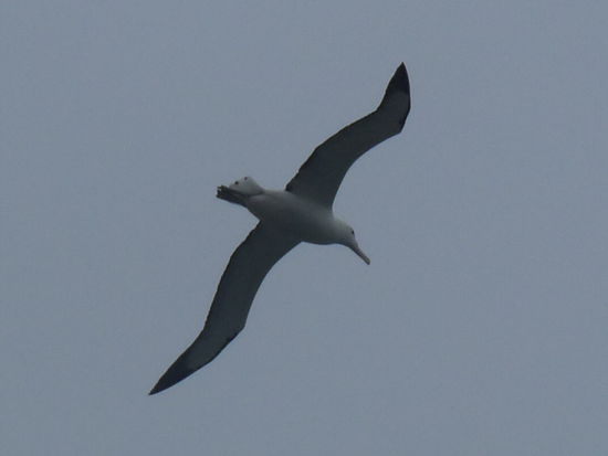 Riesiger Albatross im Sturm
