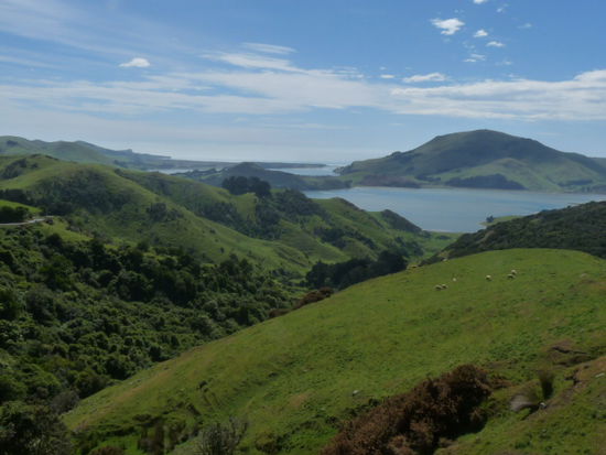 Otago Peninsula am naechsten Tag bei schoenem Wetter