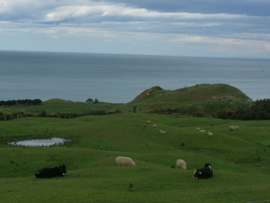 Schaefchen und Kuehe geniessen die Aussicht, auf dem Weg nach Seacliff