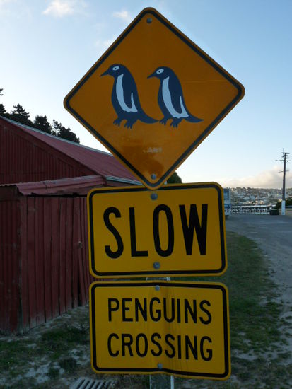 "Penguin City"