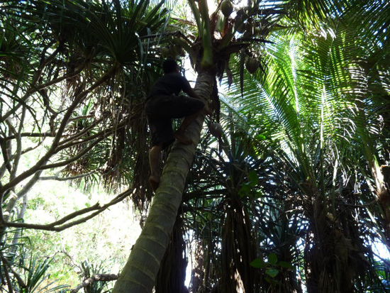Sione beim Kokosnuesse pfluecken