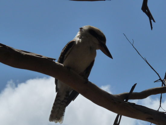 Kookaburra.... Der lachende Vogel, der uns jeden morgen mit seinem lauten Lachen weckt