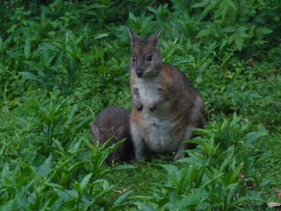 Da waren dann doch ein paar. Mama Wallaby mit Baby