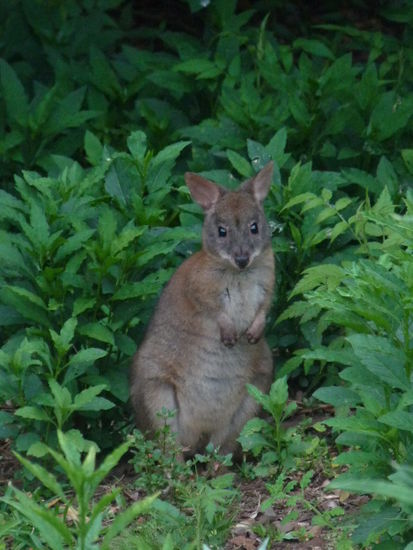 Papa Wallaby