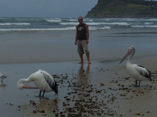 Pelikane bei Lennox Head