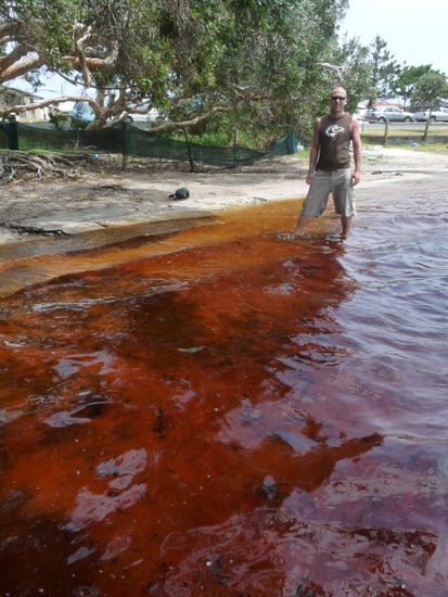 See bei Lennox Head. Das Wasser ist durch die vielen Teebaumblaetter rot verfaerbt. Soll sehr gut fuer die Haut sein.