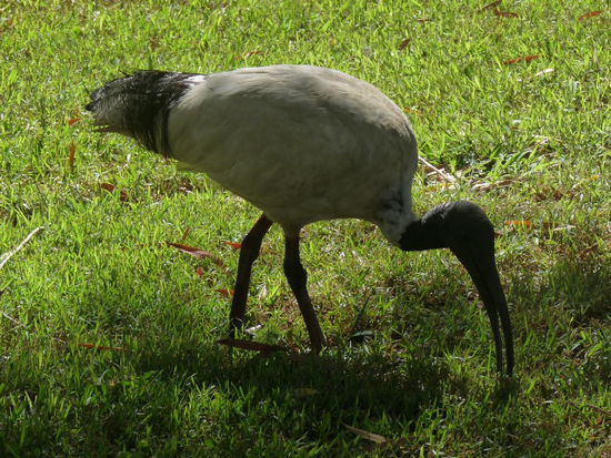 Diese haesslichen Voegel gibts ueberall...