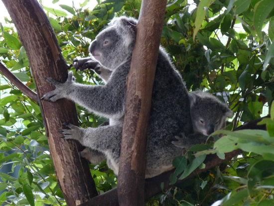 Koala mit Jungem auf dem Ruecken
