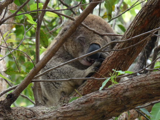 Lieblingsbeschaeftigung des Koalas: 18 Std. pro Tag schlafen. Koala auf unserem Campingplatz