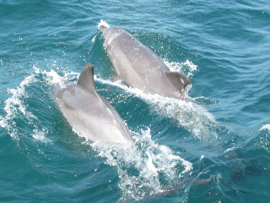 Bottlenose Delfine